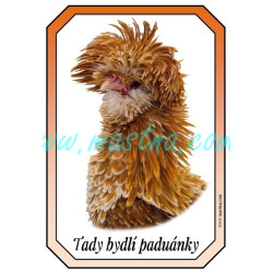 Paduánka žlutě plavá bíle lemovaná kadeřavá, drůbež cedulka, hlava