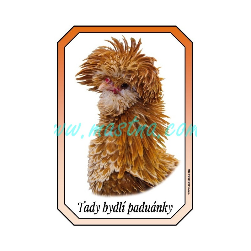 Paduánka žlutě plavá bíle lemovaná kadeřavá, drůbež cedulka, hlava