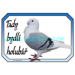 Holub antverpský racek, cedulka