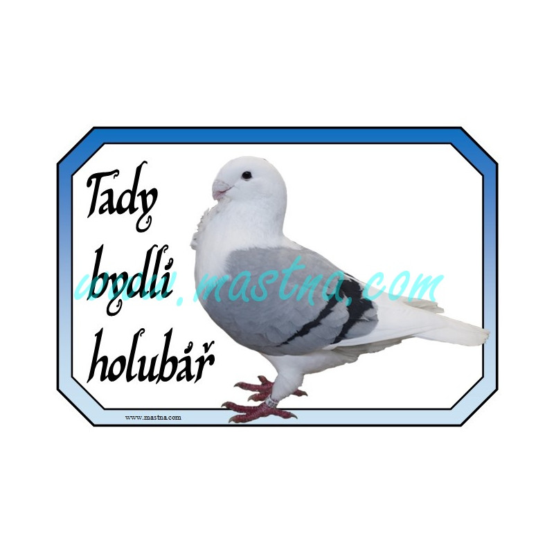 Holub antverpský racek, cedulka