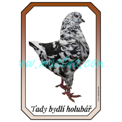 Holub king černá straka, cedulka