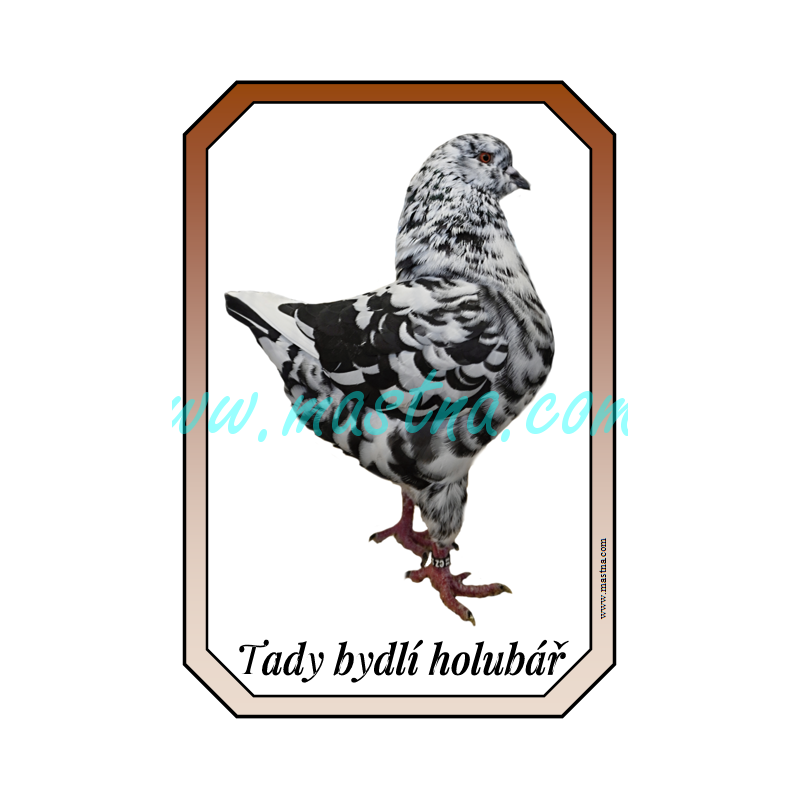 Holub king černá straka, cedulka