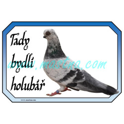 Holub rejdič pražský krátkozobý, cedulka