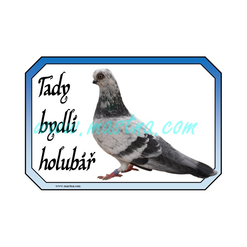 Holub rejdič pražský krátkozobý, cedulka