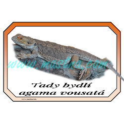 Agama vousatá cedulka