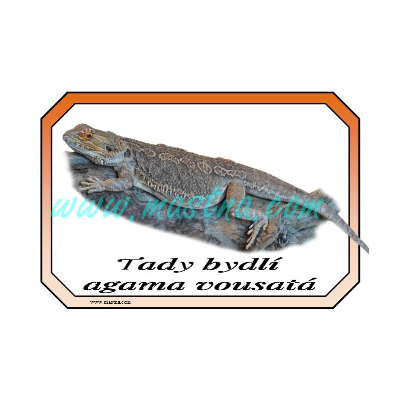 Agama vousatá cedulka