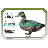 Kachnička smaragdová cedulka