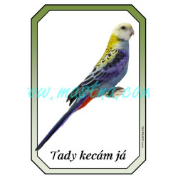 Rosela žlutohlavá cedulka