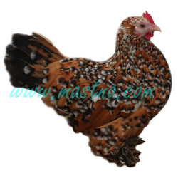 Slepice zakrslá rousná porcelánová, samolepka drůbež