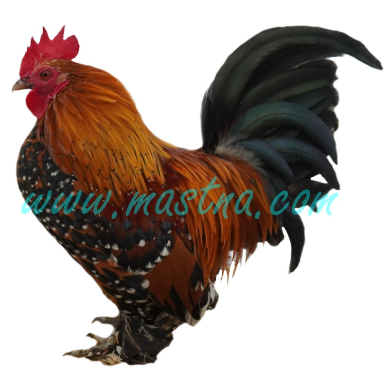 Zakrslá rousná porcelánová, samolepka kohout, drůbež