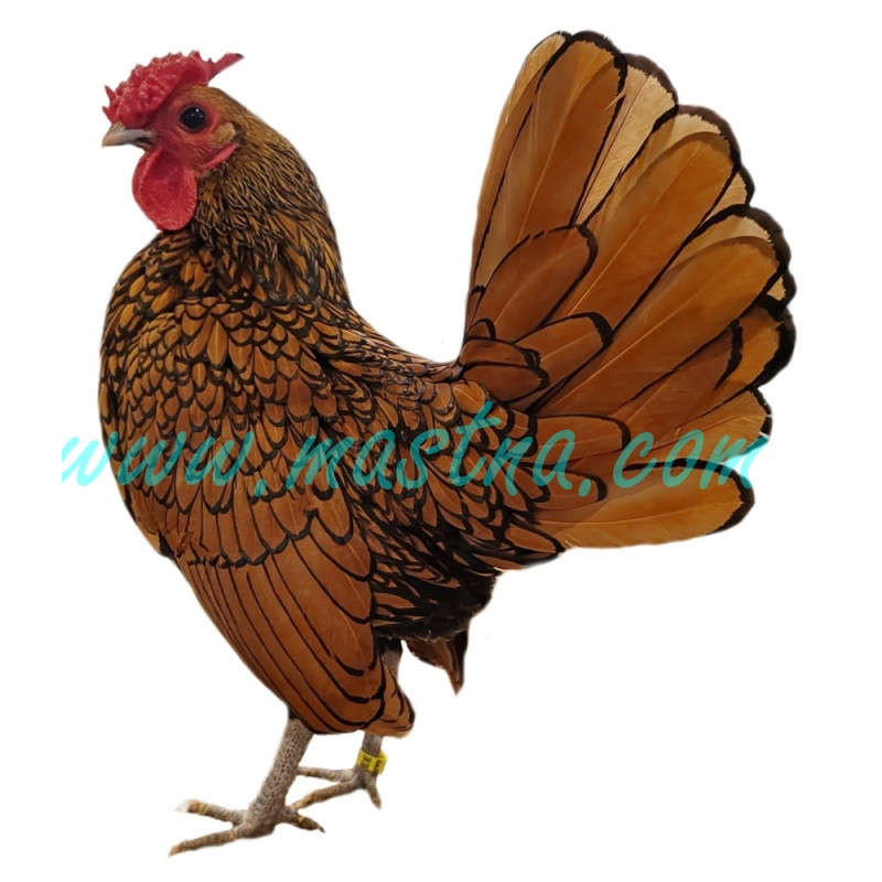 Sebritka zlatá, samolepka kohout, drůbež