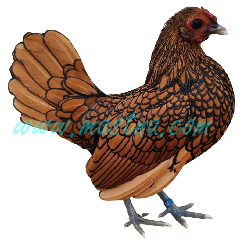 Sebritka zlatá, samolepka slepička, drůbež