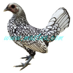 Sebritka stříbrná, samolepka slepička, drůbež