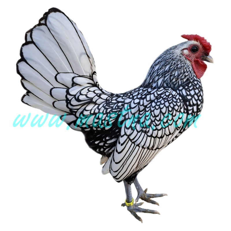 Sebritka stříbrná, samolepka kohout, drůbež