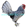 Sebritka stříbrná, samolepka kohout, drůbež