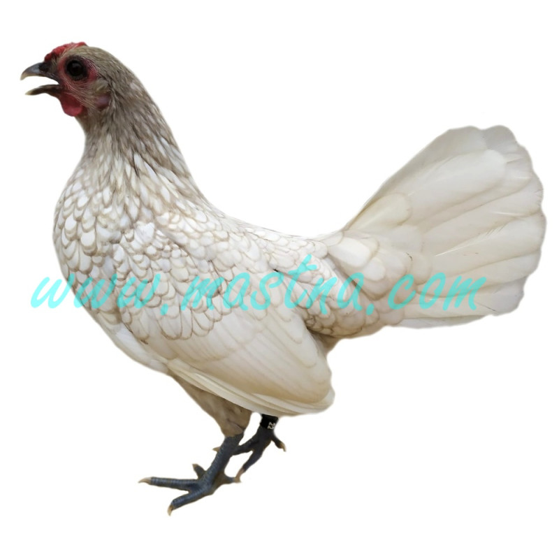 Sebritka bílá, samolepka slepička, drůbež