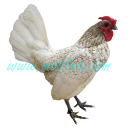 Sebritka bílá, samolepka kohout, drůbežž