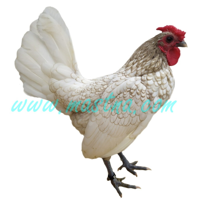 Sebritka bílá, samolepka kohout, drůbežž