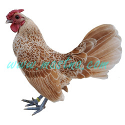 Sebritka žlutě plavá, samolepka kohout, drůbež