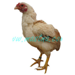 Bojovnice ko-šamo, samolepka slepice, drůbež