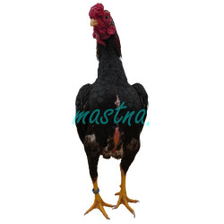 Bojovnice ko-šamo, samolepka kohout, drůbež