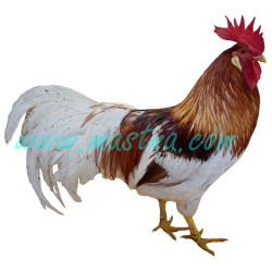 Vlaška červeně sedlatá zlatokrká, samolepka kohout, drůbež