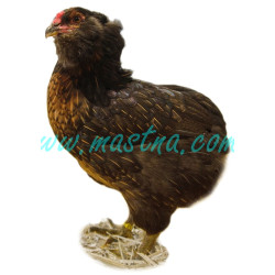 Araukana, samolepka slepice, drůbež