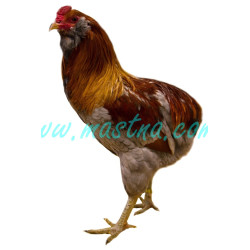 Araukana, samolepka kohout, drůbež
