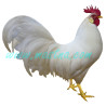 Leghornka, samolepka kohout, drůbež