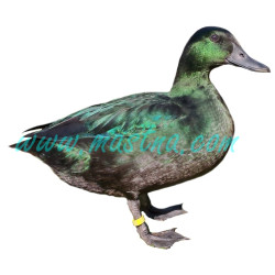 Kachnička smaragdová samolepka