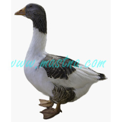 Husa pomořanská samolepka