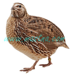 Husa pomořanská samolepka