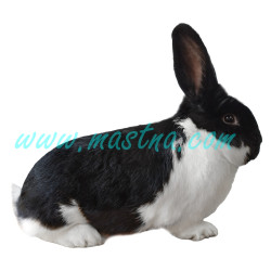 Meklenburský strakáč černý, samolepka králík