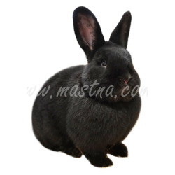 Vídeňský černý, samolepka králík