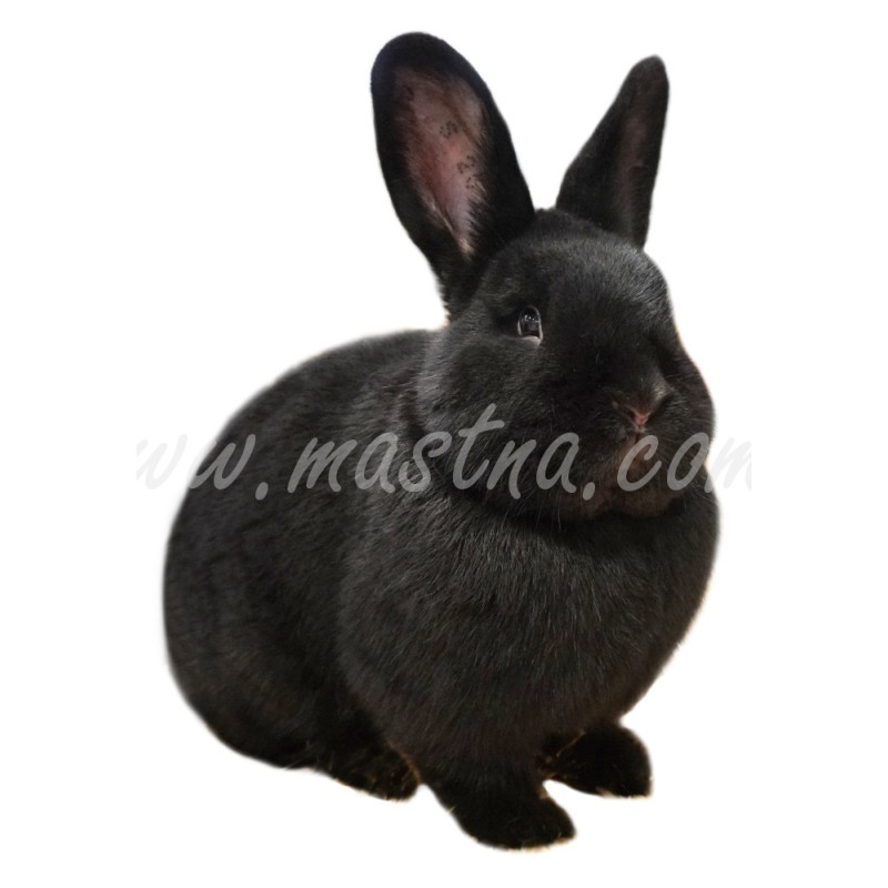 Vídeňský černý, samolepka králík