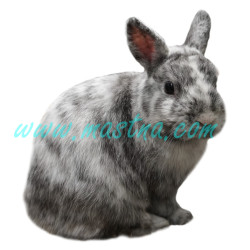 Králík zakrslý rhönský, samolepka