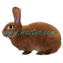 Králík rex oranžový, samolepka