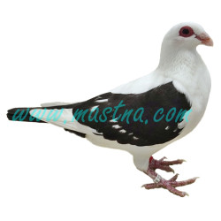 Česká bagdeta černý čápek, samolepka holub