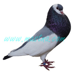 Český stavák modrý sedlatý, samolepka holub