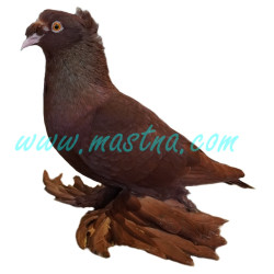 Český bublák červený, samolepka holub