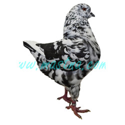 King černá straka, samolepka holub