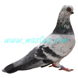 Rejdič pražský krátkozobý, samolepka holub