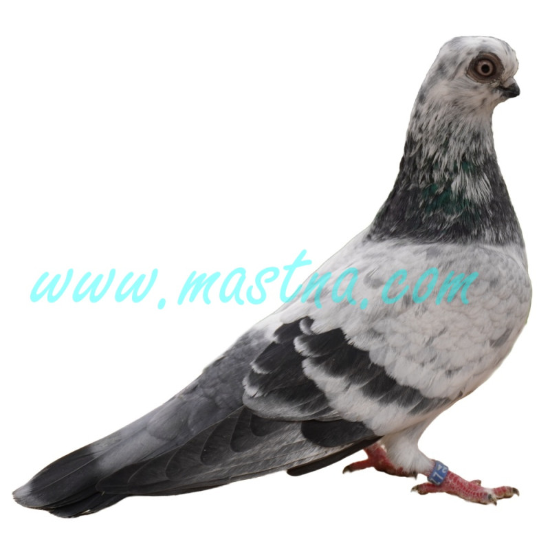 Rejdič pražský krátkozobý, samolepka holub