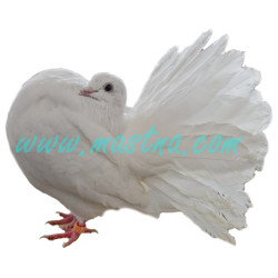 Pávík bílý, samolepka holub