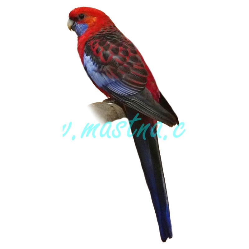 Rosela penant, Pennantova, samolepka papoušci