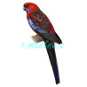 Rosela penant, Pennantova, samolepka papoušci