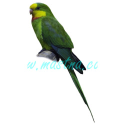 Papoušek nádherný, samolepka