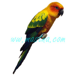 Aratinga sluneční, samolepka papoušci