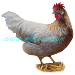 Vlaška červeně sedlatá zlatokrká, samolepka slepice, drůbež