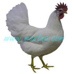 Leghornka, samolepka slepice, drůbež